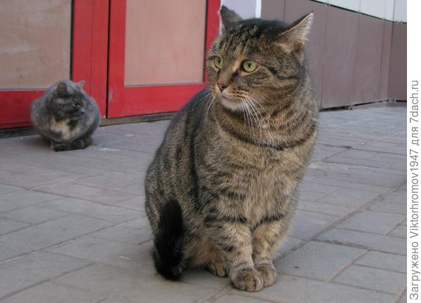 Старший по дому.