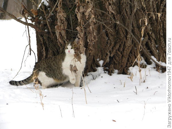 Лесная жительница...