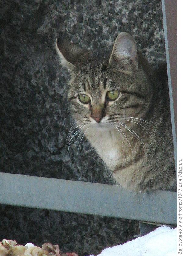 Внимательный Кот.