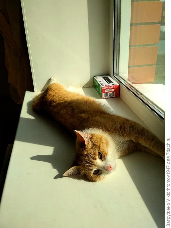 Ну вот опять зовут. Ну никак без Рыжика не могут...