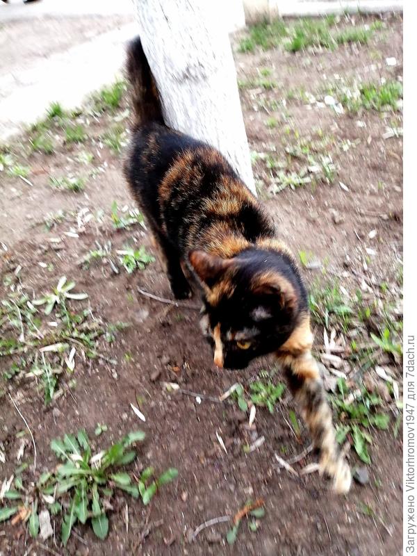 Целеустремлённая охотница...