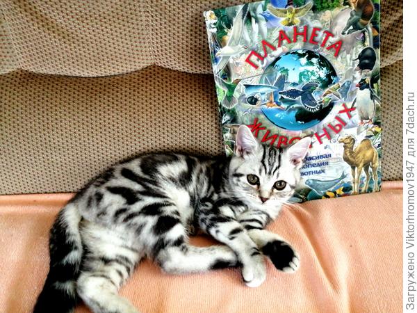 Любимую книжку почитаем