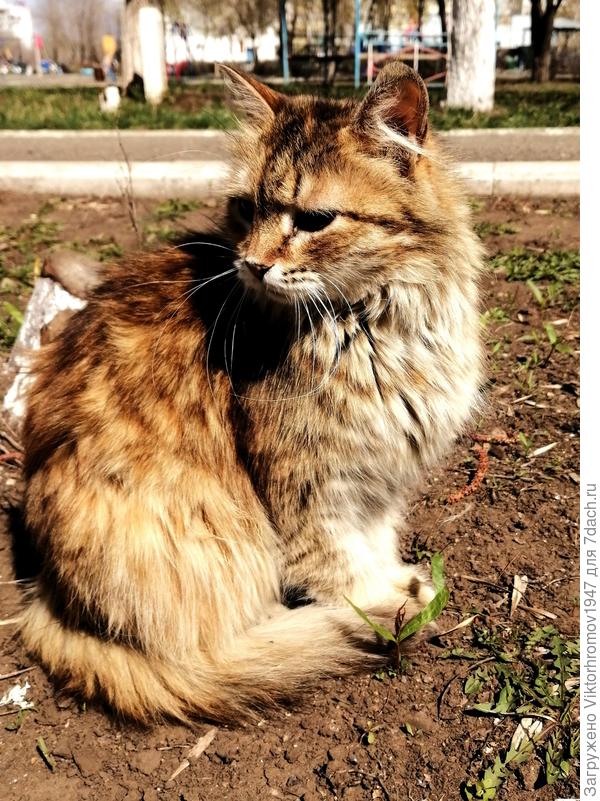 Явился в чужой двор...