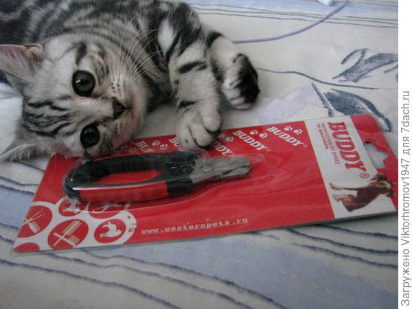 Для чего же Они это купили?...