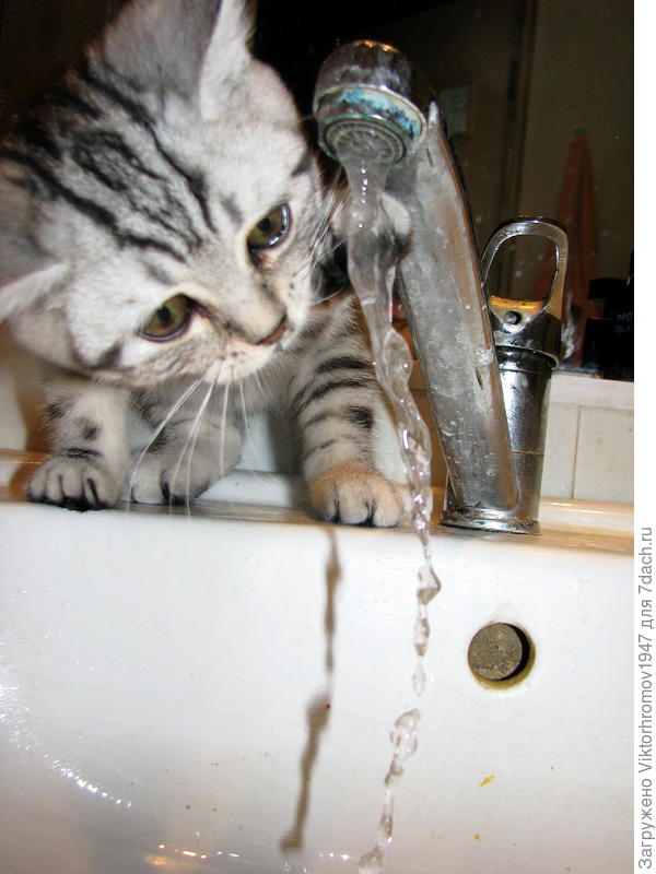 Не поймала! Водичка мокрая...