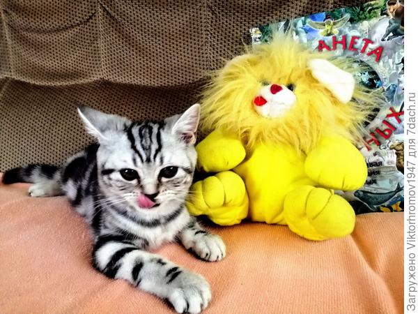 ...через 3 года озорная дочка Масяня.