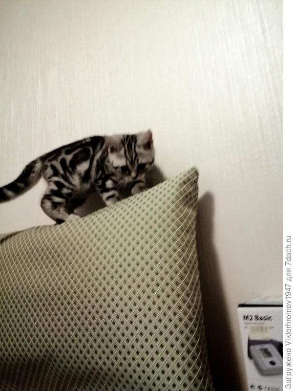 Как мальчик, любит высоту...