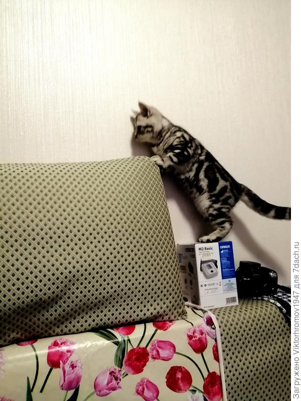 Масяня. Ни минуты покоя...