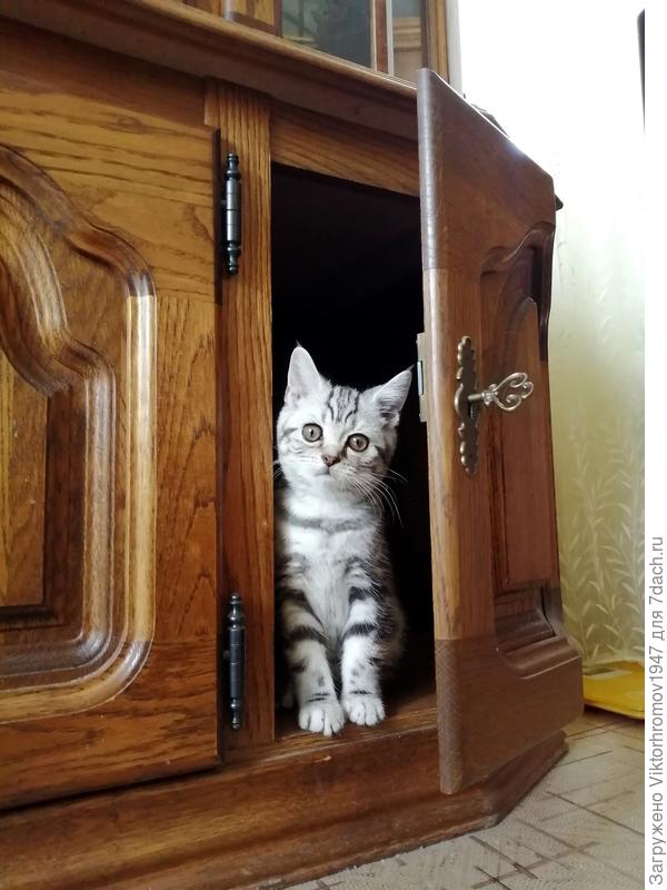 Классно. Теперь Я буду здесь жить!