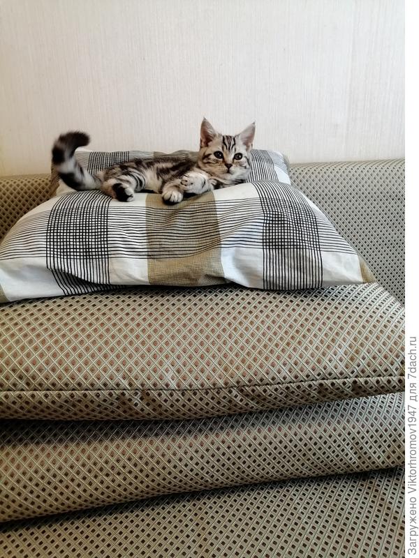 Принцесса на горошине...