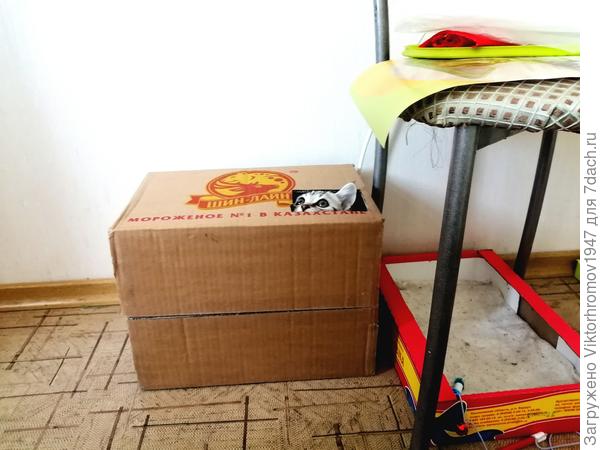 Найдите Масяню...