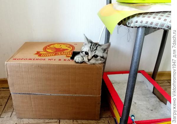 Да, вот Я где!