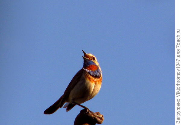Наш постоянный жилец на Даче, с цветом флага на груди!...