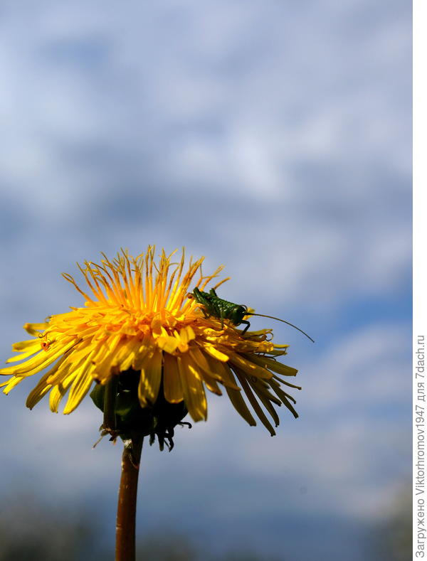 Зелёненьким он был...