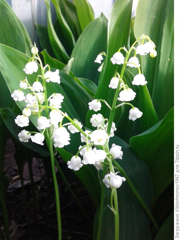 Марина! С большим удовольствием поздравляем Вас с Днём Рождения! Улыбок Радости Благополучия!!!