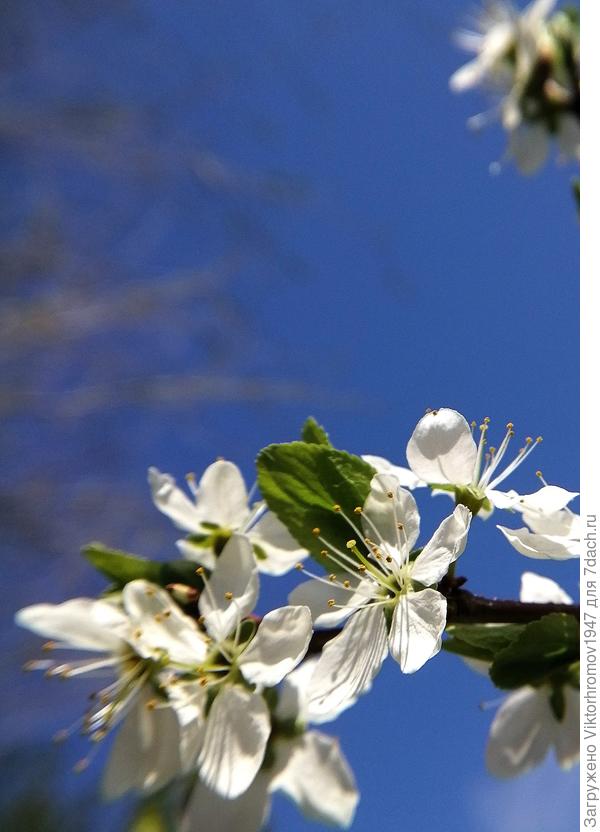 Первое цветение...