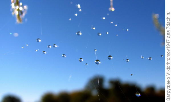 Созвездие Дачное!"