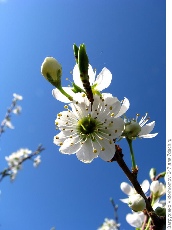 Какое небо голубое!...