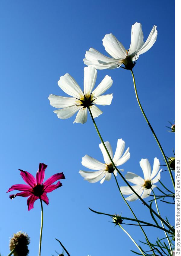 На даче и Космос... близко!