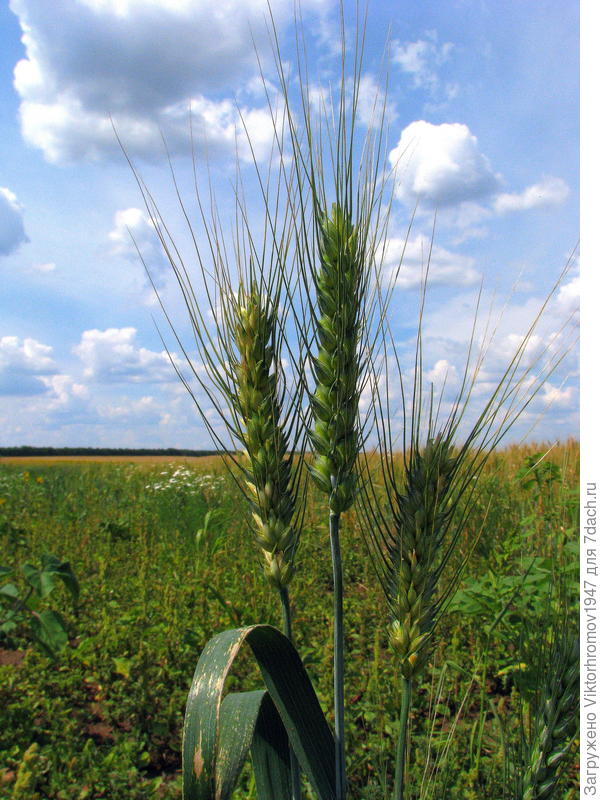 Даже в степи встречаются колоски...