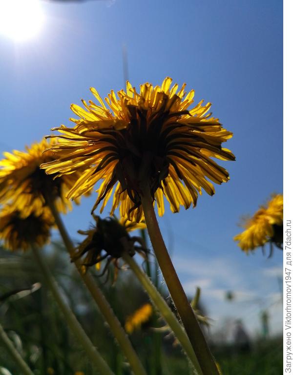 Майские одуванчики рады солнышку...