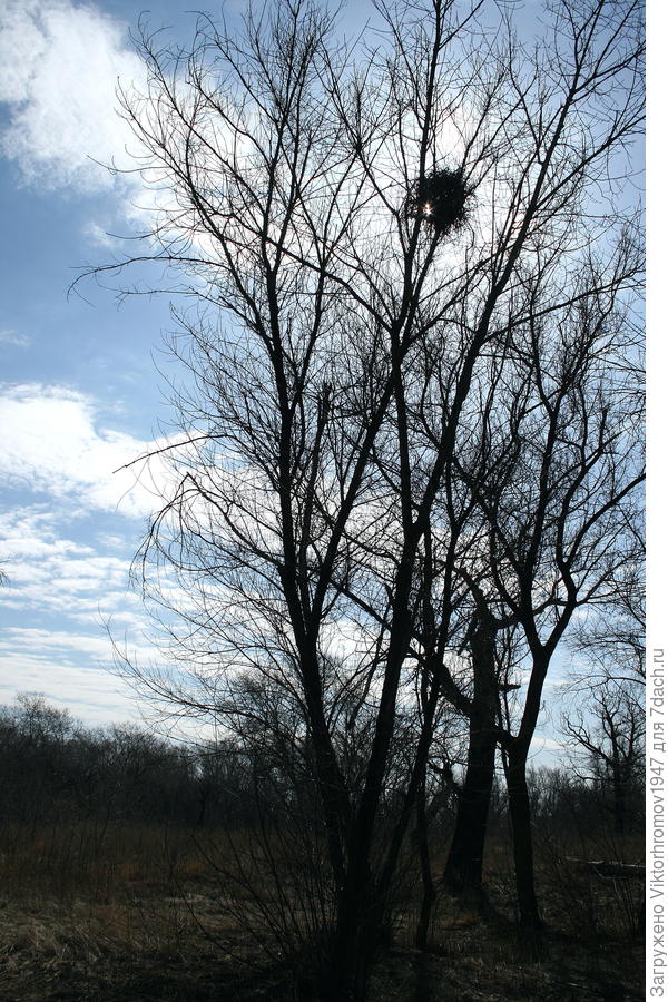 Тучка отдыхает в гнезде...