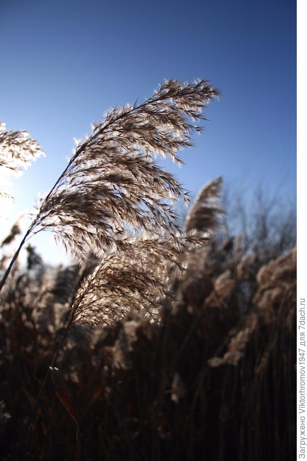 Метёлочка камыша.
