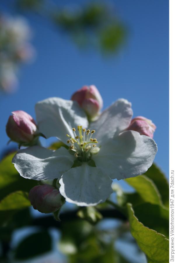 Яблочный цвет...