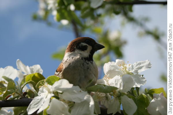 Ждёт когда насекомые сами прилетят.