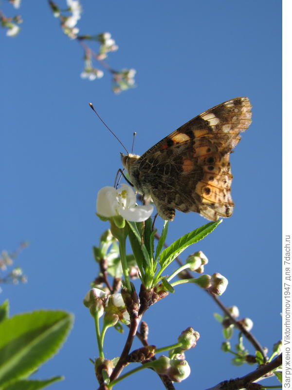 Хоть и вредитель, но временно &quot;опылитель&quot;