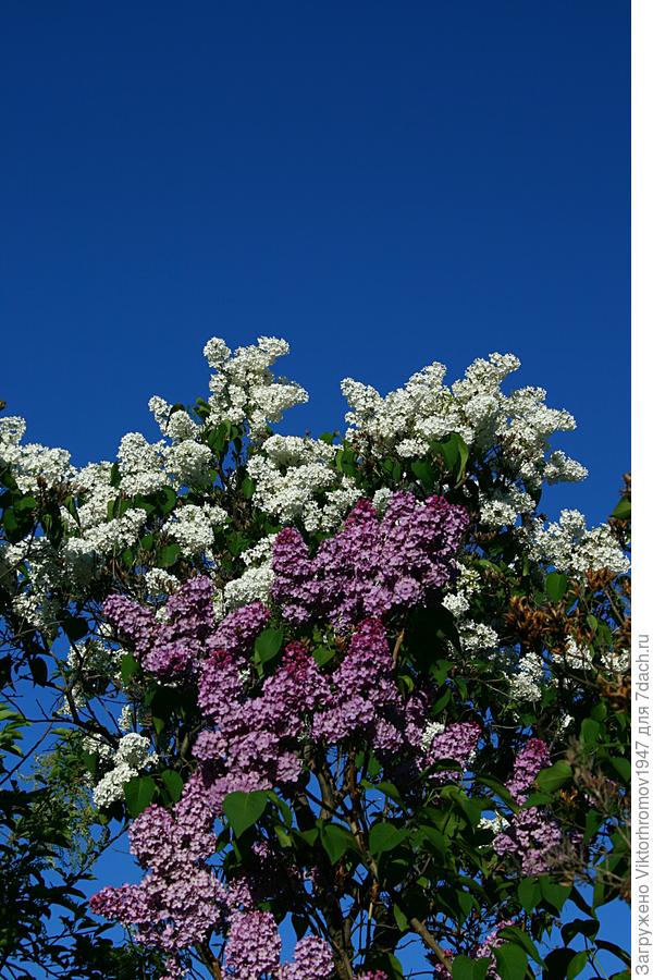2 цветная сирень...