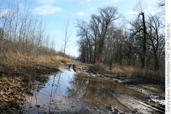 Лесные дороги...
