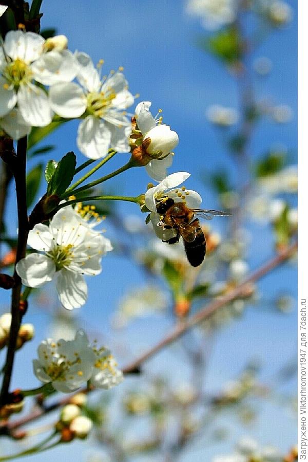 Пчёлки за работой...