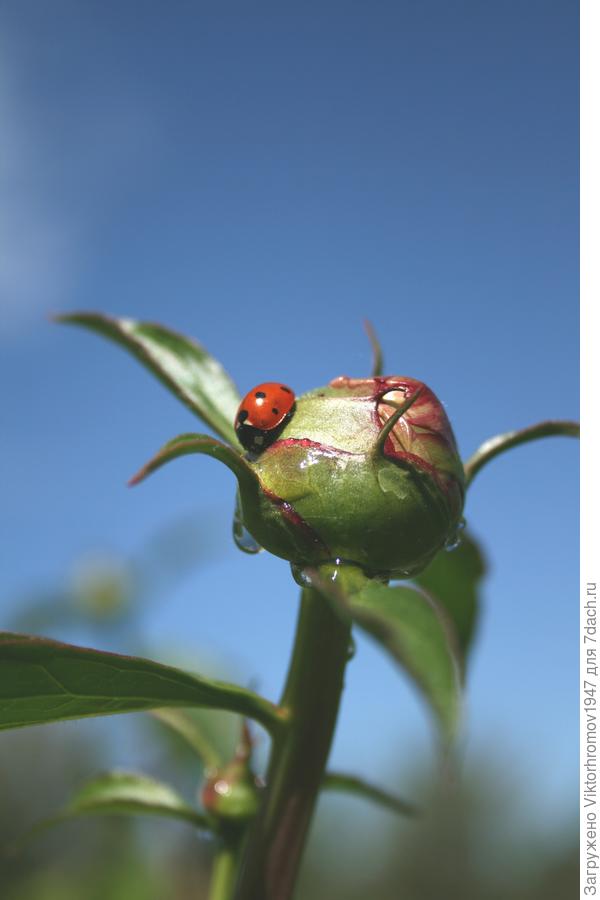 Любимые насекомые.Божья коровка.