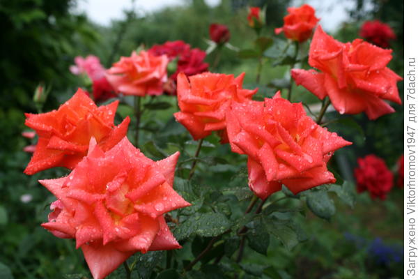 С Днём рождения!!! Удачи!!! Хорошего настроения!!!