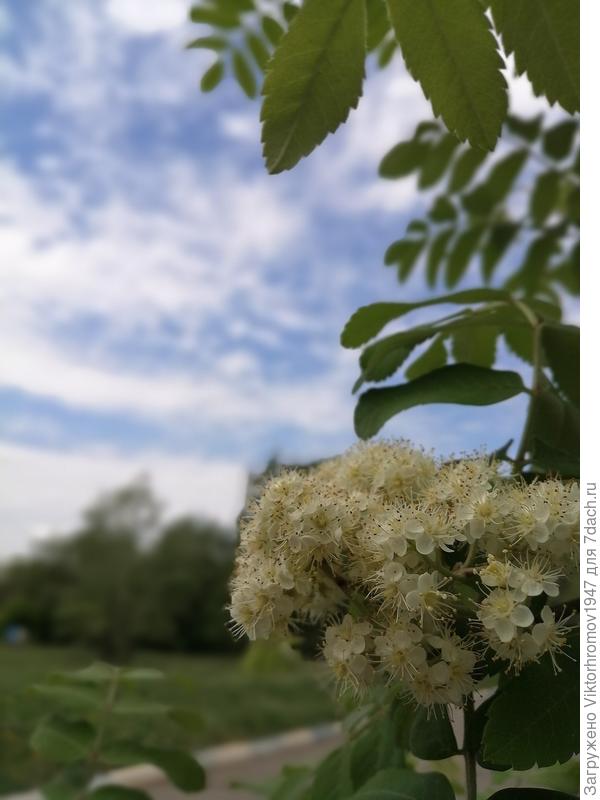 Цвет Рябины