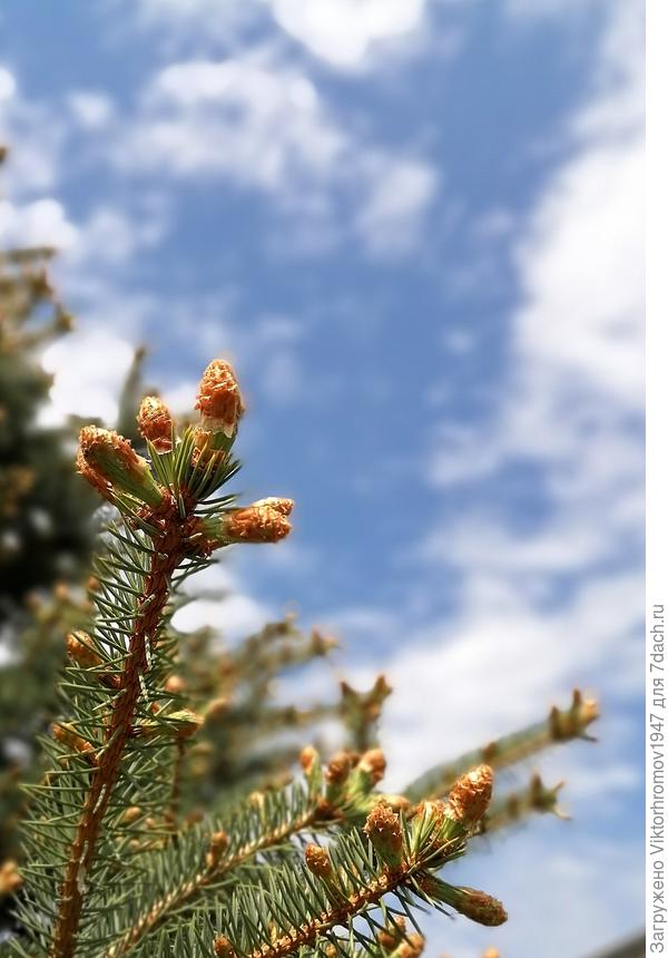 &quot;Розочки на сосёночке&quot;