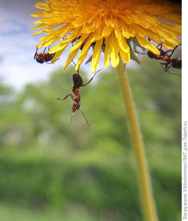 ...братья акробаты.