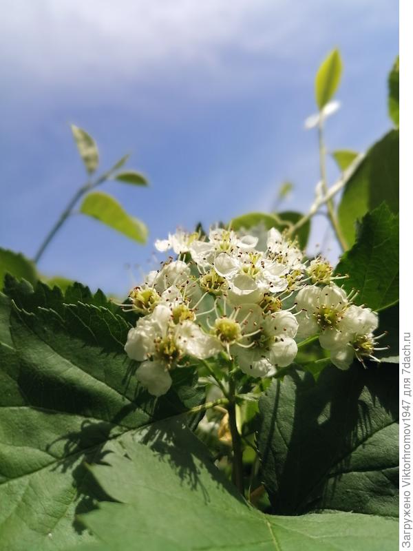 Цветущая Ирга...