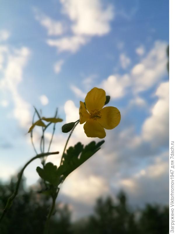 Чистоте созревает...