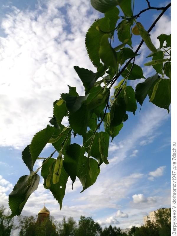Веточка Липы. Скоро зацветёт...