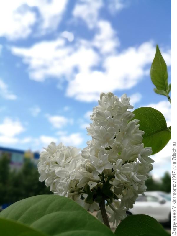 Махровая белая сирень.