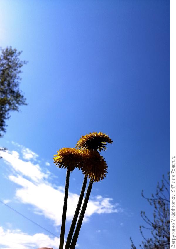 К Солнышку...