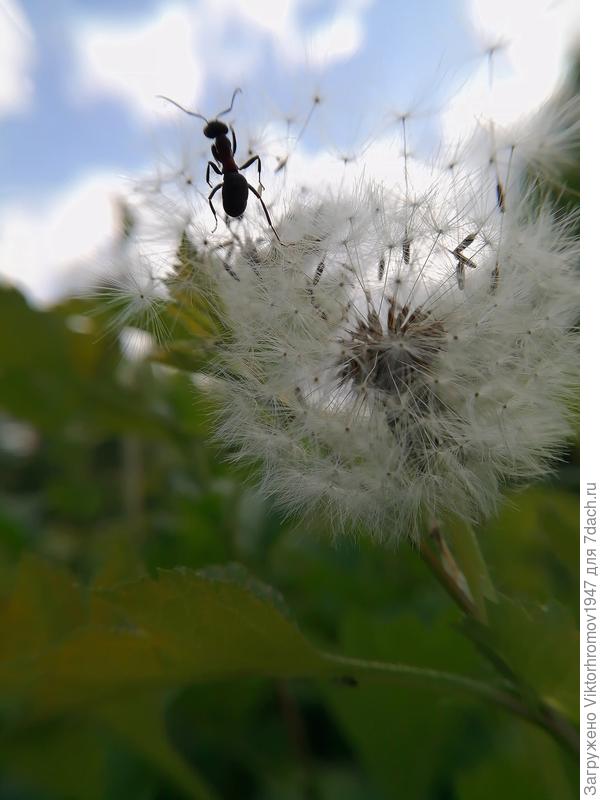,,.Выше только Небо!...