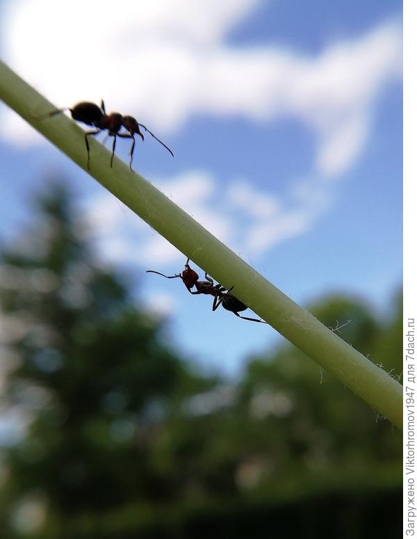 Муравьиная тропа...