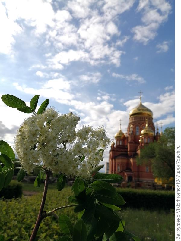 Веточка рябины...