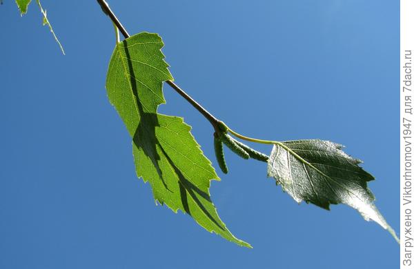 Берёзовая веточка