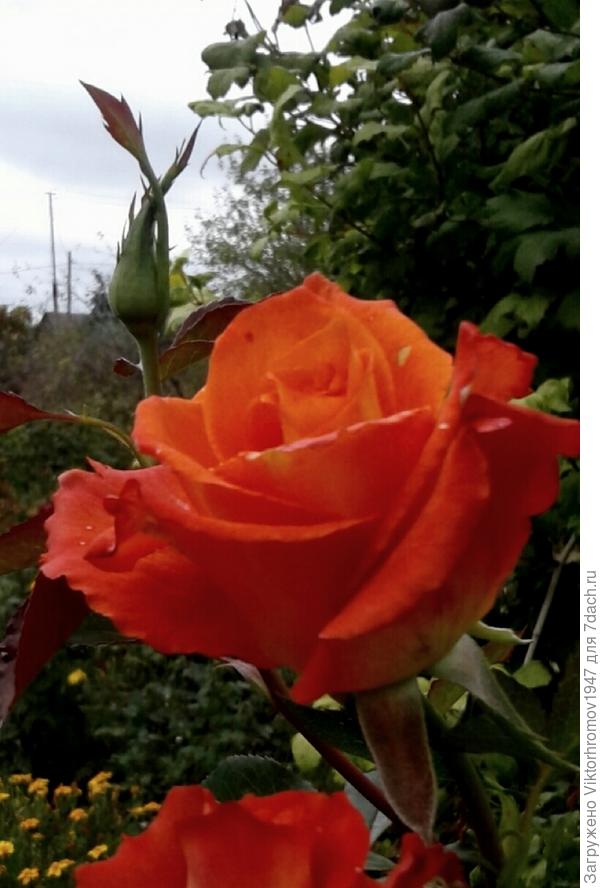 ТАТЬЯНА! С Днём рождения! Счастья! Радости! Улыбок!