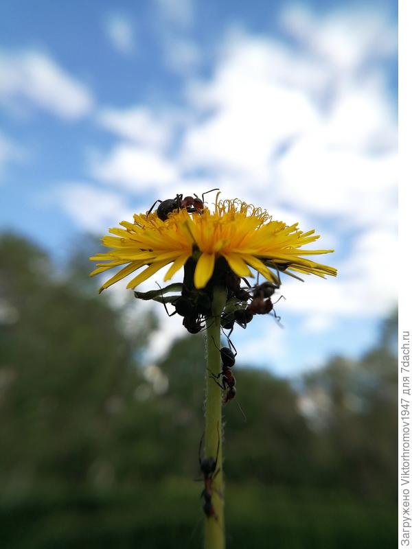 Любители нектара...