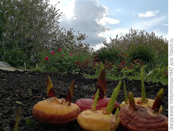 Пора высаживать гладиолусы.